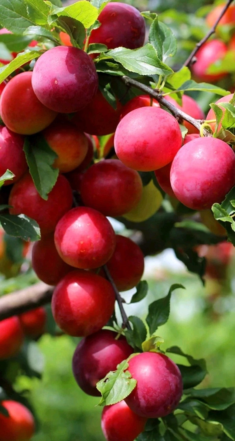 Japanese Red Plum Cutting - 6-8 Inch Unrooted - Prunus salicina for Rooting or Grafting - Fresh Plant Material