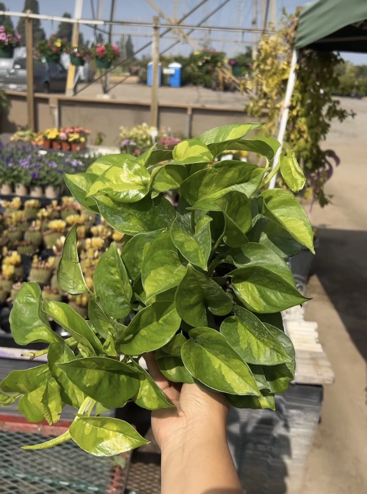 Global Green Epipremnum Cuttings - 3 Unrooted Vine Pieces - Variegated Pothos - Epipremnum aureum ‘Global Green’