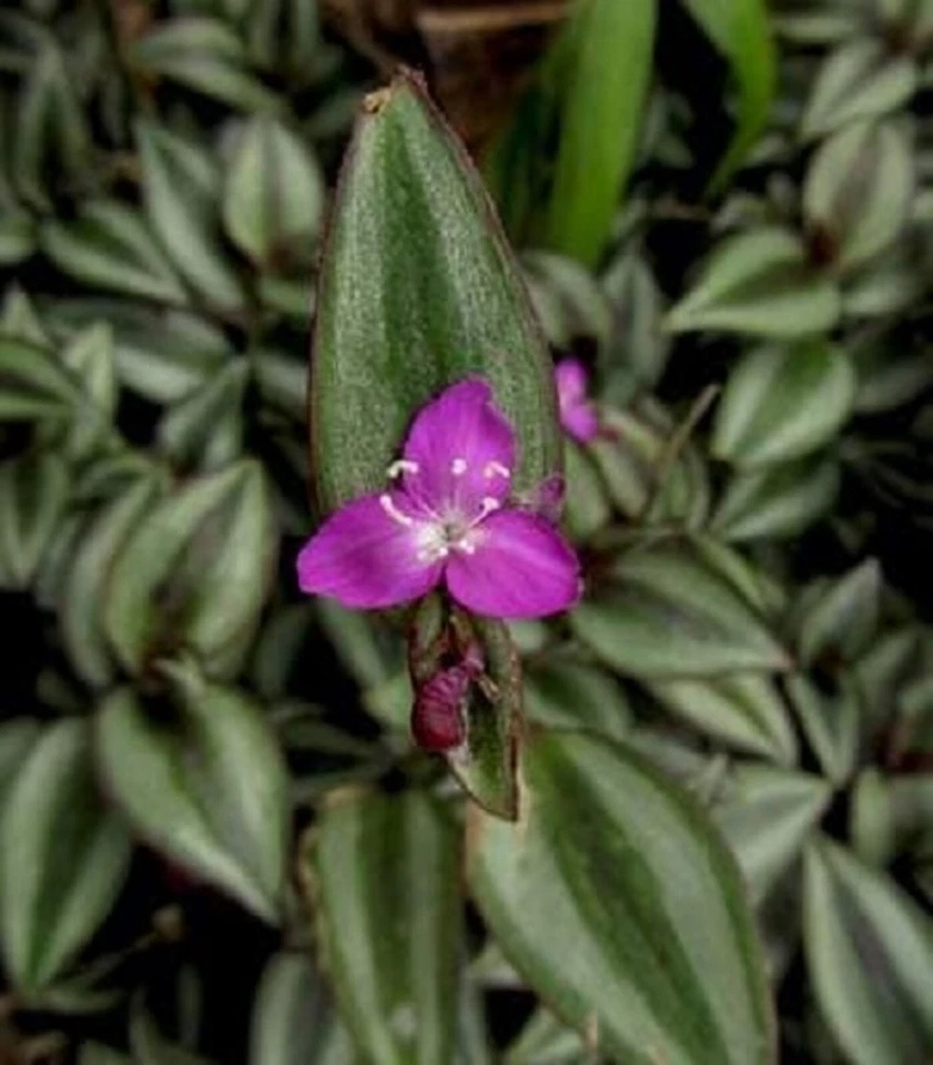 Live Potted Tradescantia Zebrina 'Evanesce' - 5 Variegated Purple Green Wandering Jew Houseplants for Indoor Decor