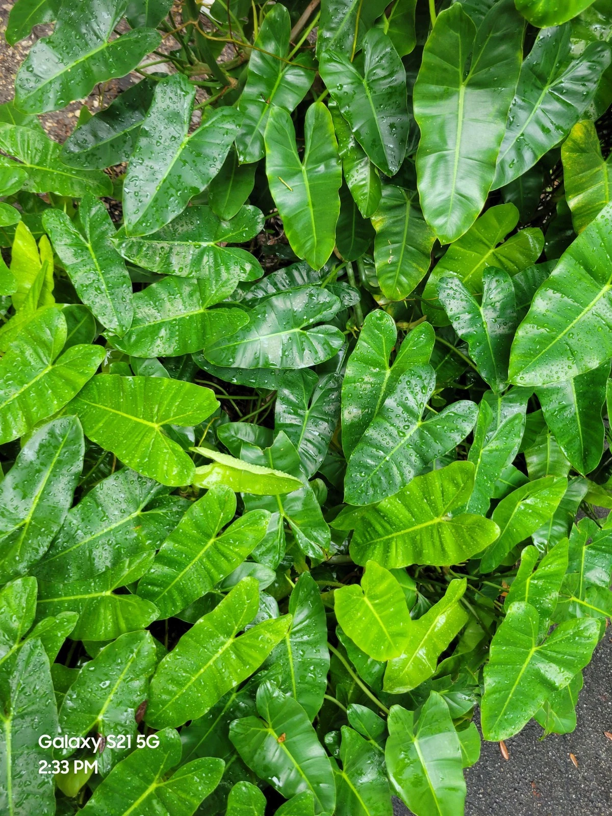 Philodendron Burle Marx Cuttings - Fresh Tropical Aroid Stem Cuttings for Easy Propagation - Philodendron ‘Burle Marx’
