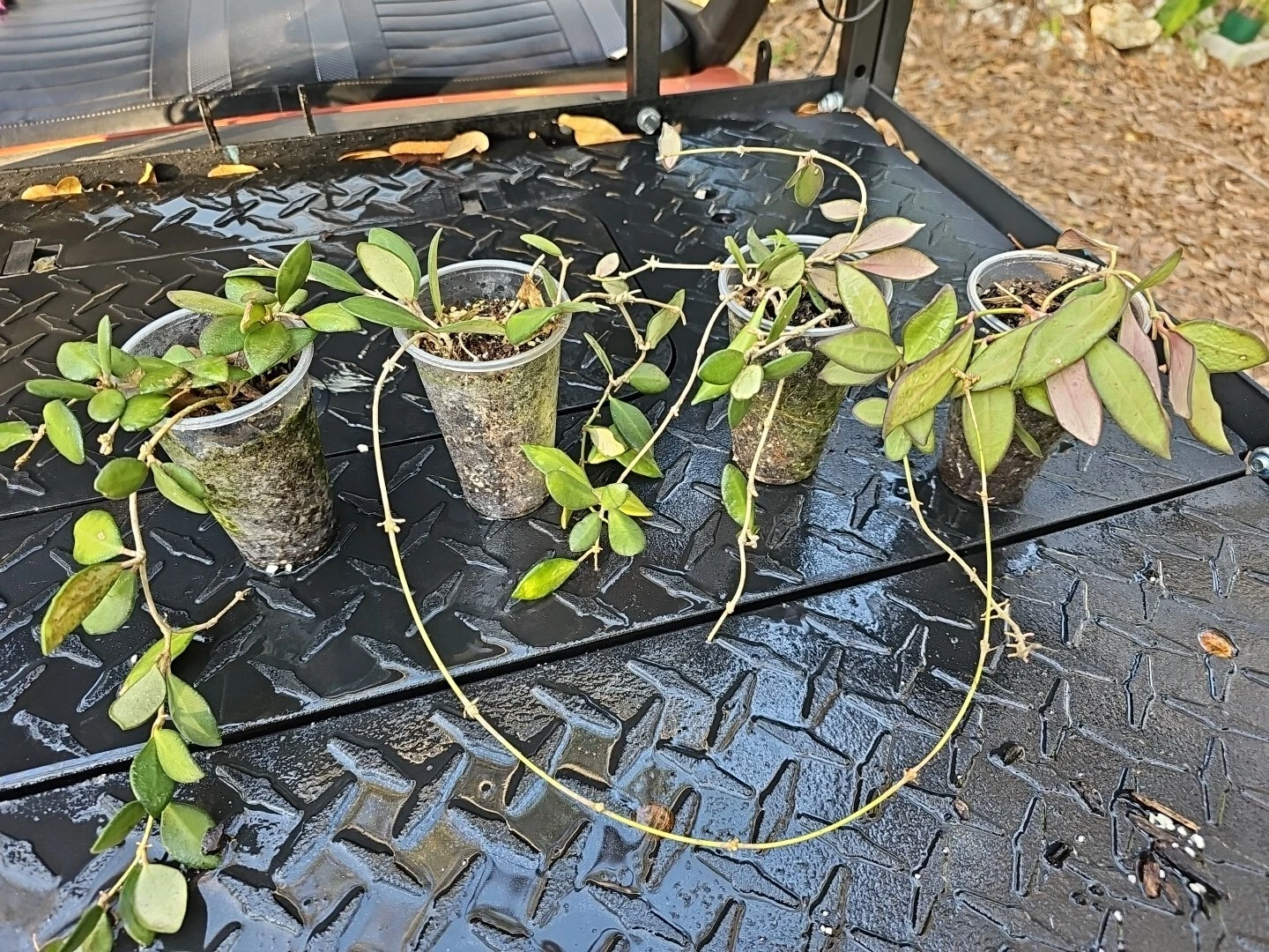 Hoya Burtoniae Rooted Cutting - Bare Root Wax Plant for Indoor Growing - Hoya burtoniae