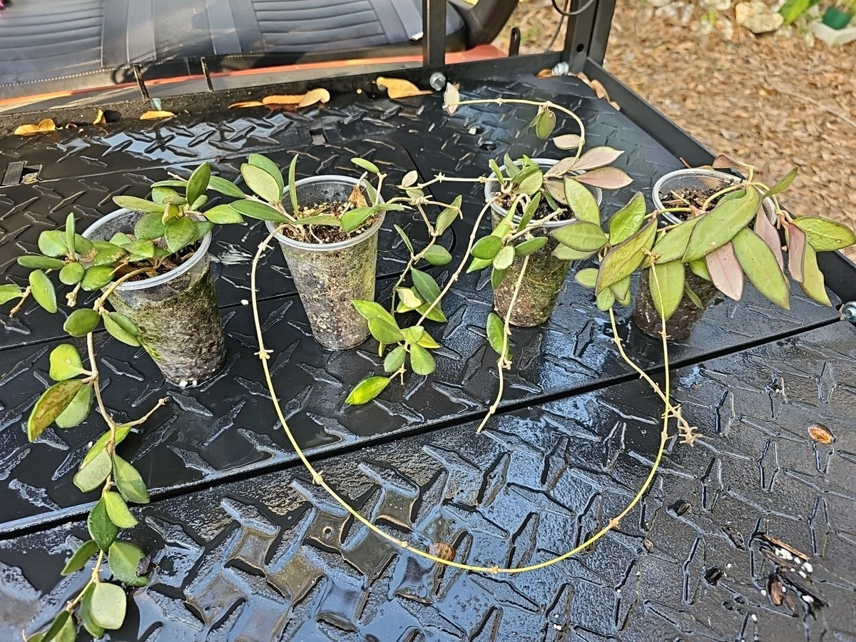 Hoya Burtoniae Rooted Cutting - Bare Root Wax Plant for Indoor Growing - Hoya burtoniae