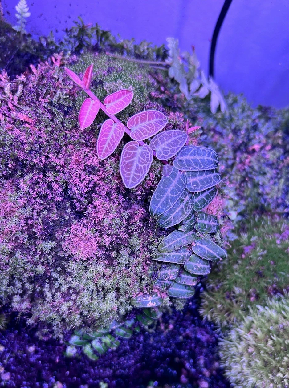 Marcgravia umbellata ‘Red’ Cutting - Rare Terrarium Vine, Dart Frog Safe, Climbing Plant, Tropical Vivarium Foliage