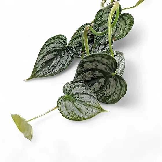 Philodendron Cuttings Set of 5 - Silver-Patterned Climbing Vine - Philodendron brandtianum - Indoor Plant Starter