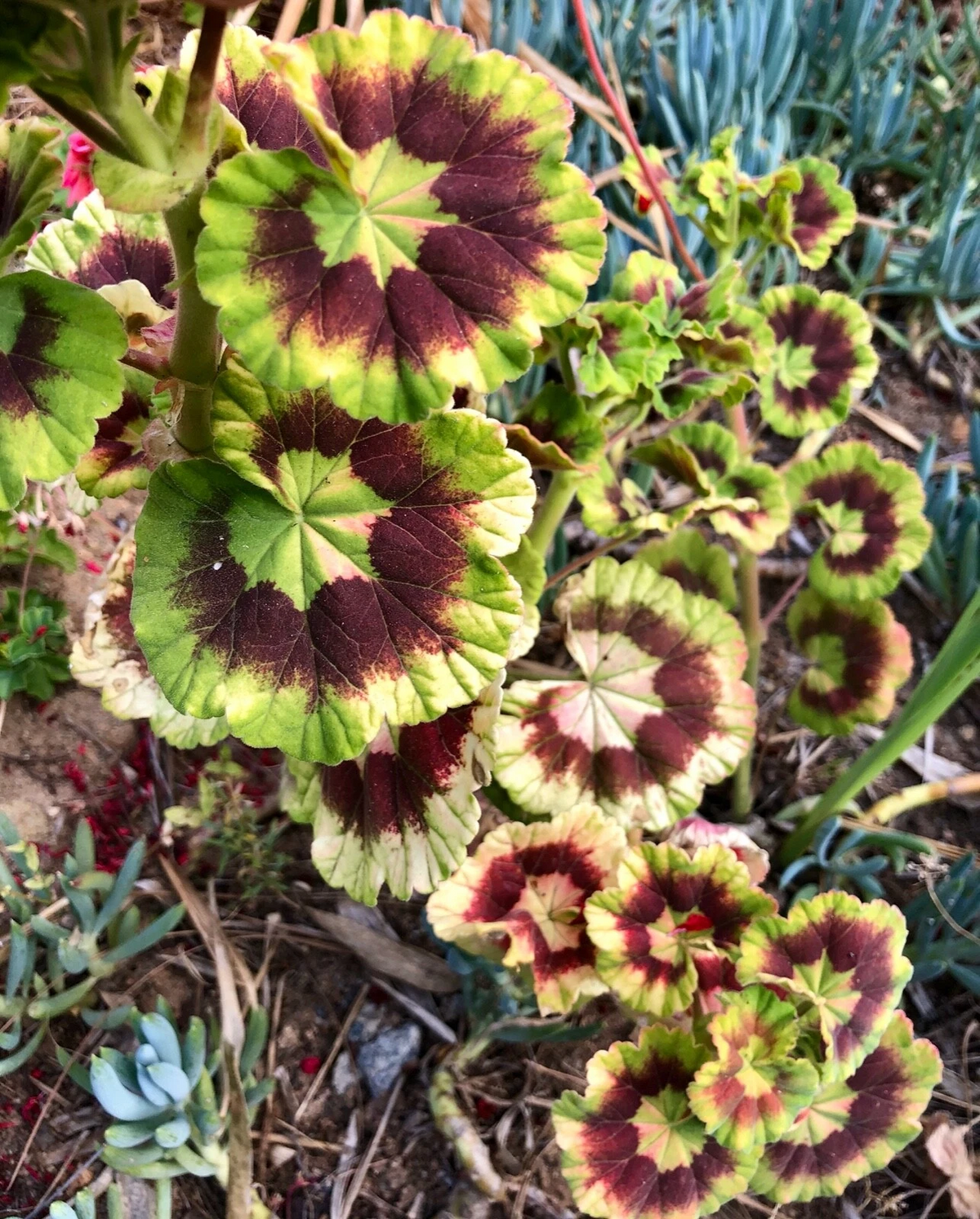 Rare Variegated Pelargonium Cutting 6" - Zonal Geranium with Colorful Foliage - Pelargonium × hortorum for Pots & Gardens