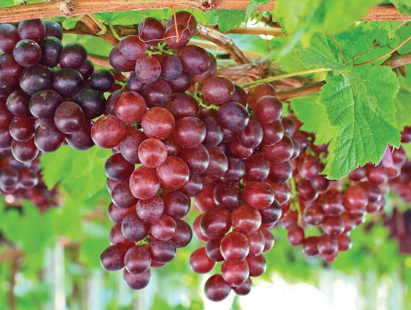 Catawba Red Grape Vine – Live Rooted Organic Vitis labrusca Plant for Wine, Juice & Jelly, Hardy Perennial Fruit Vine
