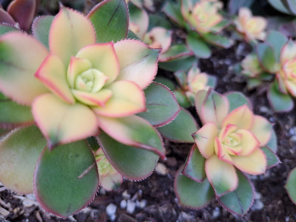 Aeonium Kiwi Variegated Succulent Cutting - 2 Inch Tricolor Rosette - Aeonium haworthii 'Kiwi' - Bare Root for Planting