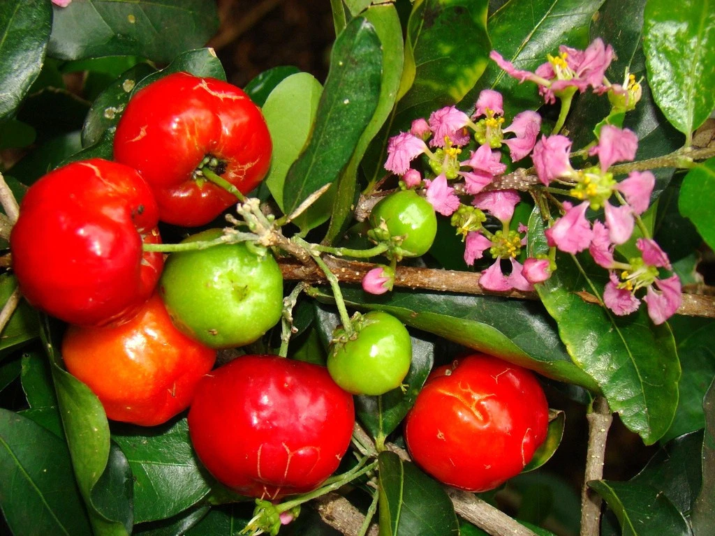 Barbados Cherry Seeds - 5 Seeds Malpighia emarginata - Tropical Fruit Plant for Gardening - Acerola Seeds for Planting