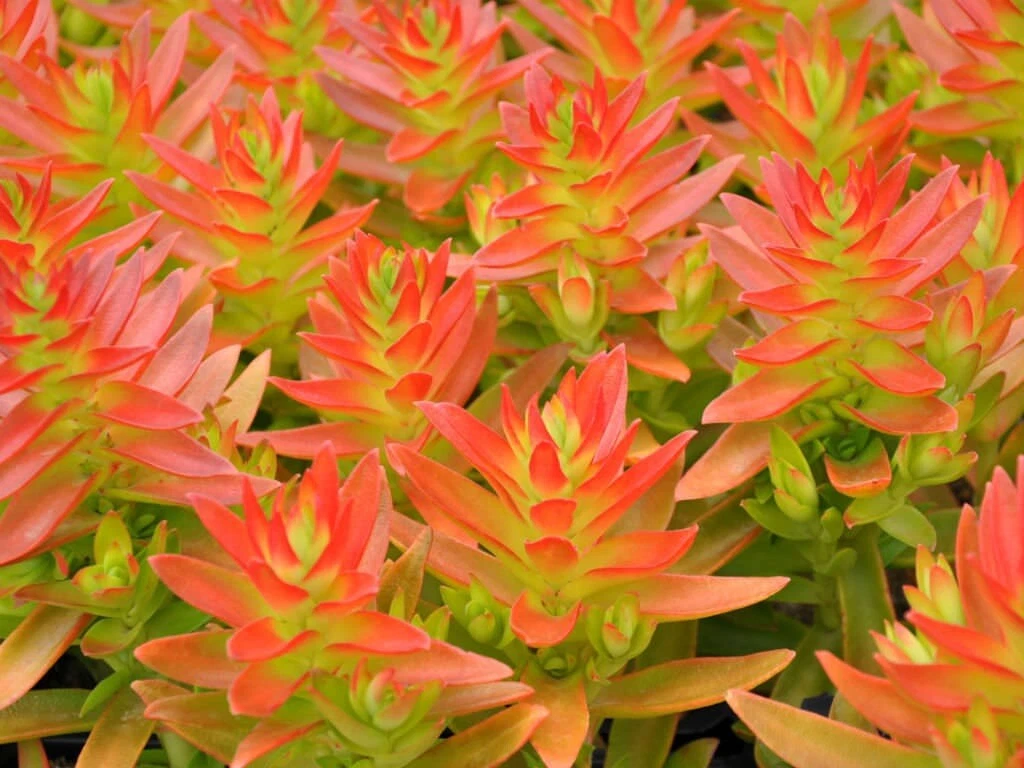 Crassula Campfire Cuttings - 3 Fresh Unrooted Succulent Cuttings, Bright Red-Orange Foliage, Crassula capitella ‘Campfire’