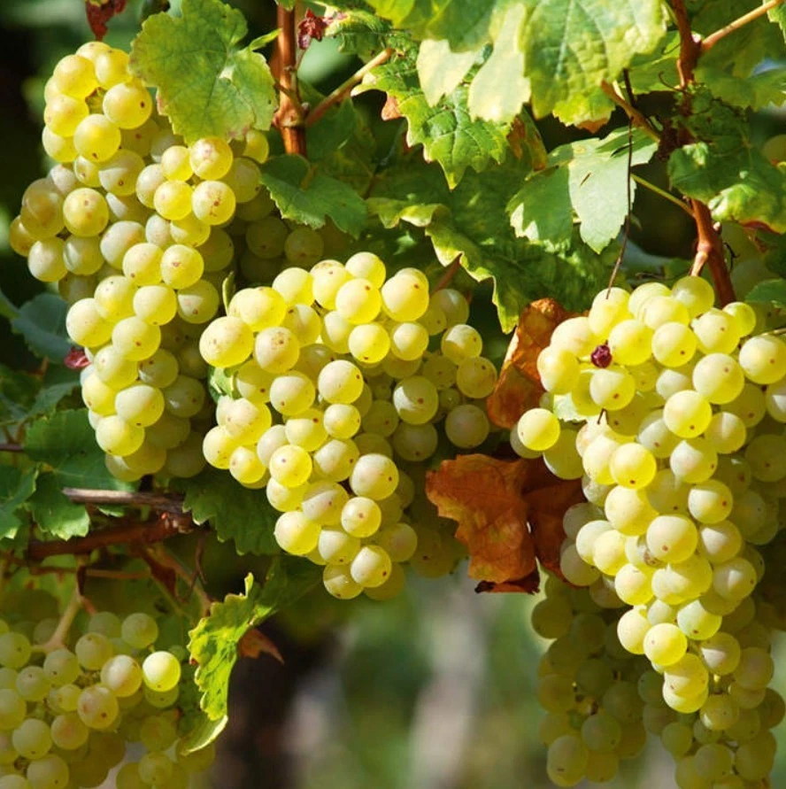 Elvira Grape Plant - Rooted Cutting 6-10 Inches - Vitis labrusca - Ideal for Trellises and Backyard Vineyards