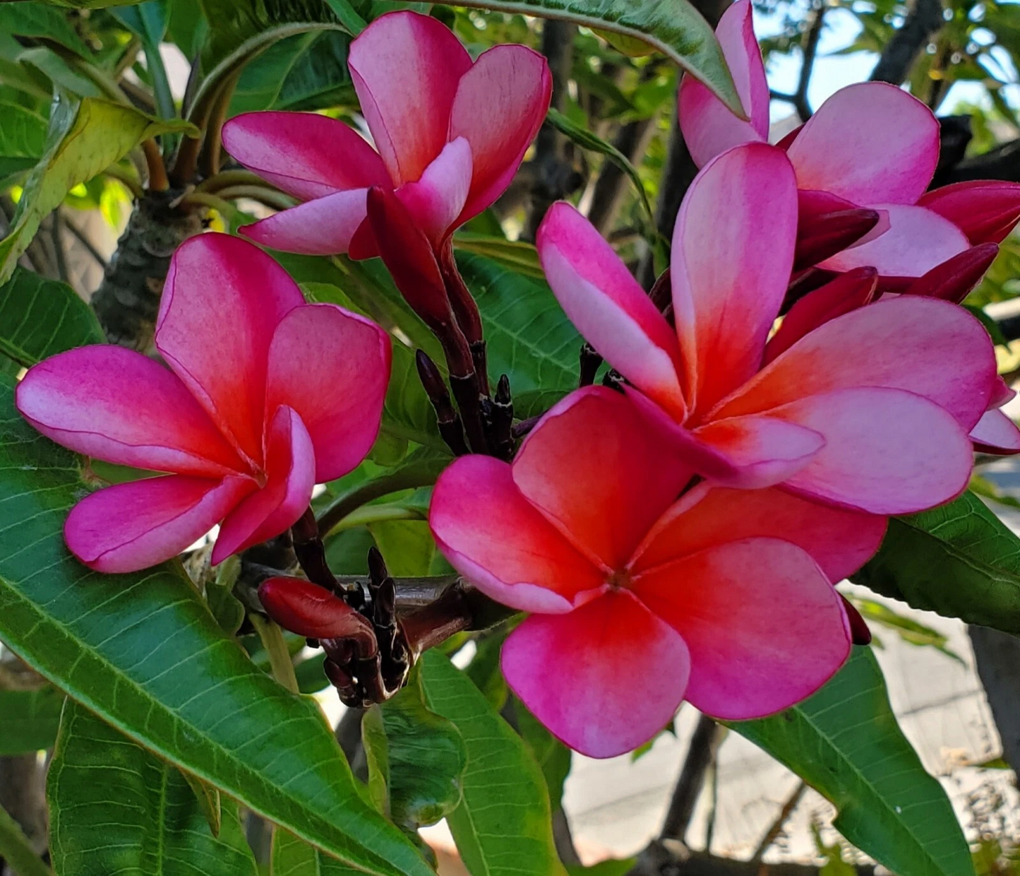 Plumeria Cutting 7-12" Pink Light Orange Frangipani Stem (Plumeria spp.) - Fresh Unrooted Tropical Plant for Rooting
