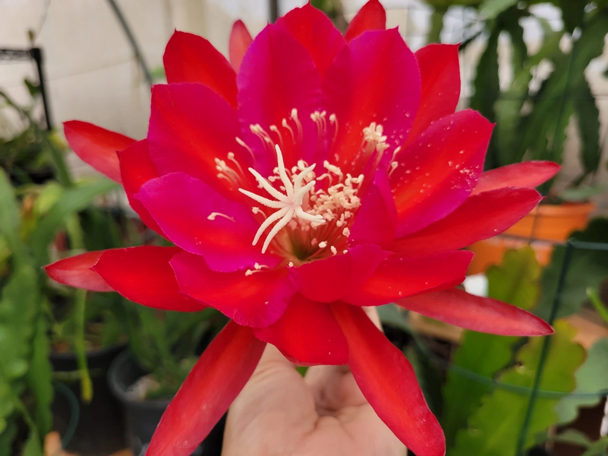 Unrooted Epiphyllum ‘Burning Dream’ Cuttings 8-10" | Rare Orchid Cactus Segment | Easy to Grow, Colorful Blooms