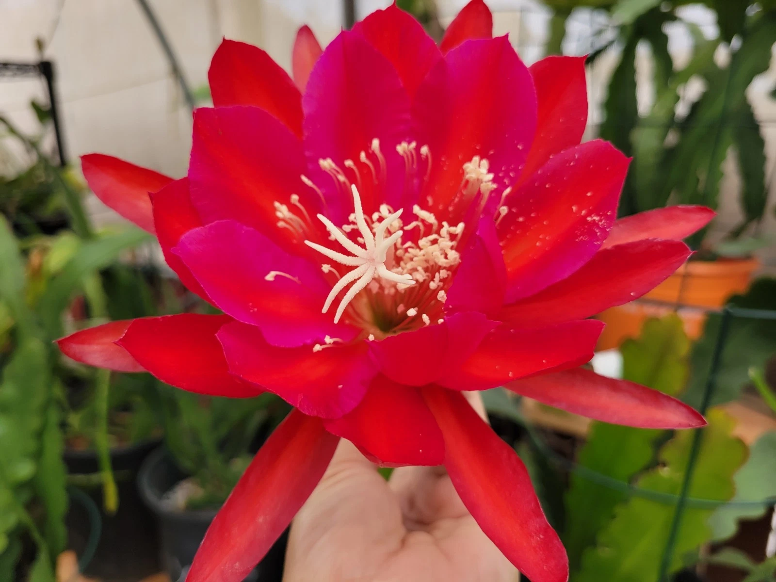 Unrooted Epiphyllum ‘Burning Dream’ Cuttings 8-10" | Rare Orchid Cactus Segment | Easy to Grow, Colorful Blooms