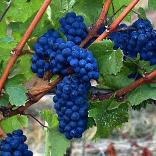 Blue André Grape Cuttings - 30 Unrooted Vitis Hybrid ‘Blue André’ for Propagation, Trellises, and Arbors