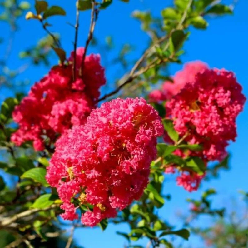 8 Crape Myrtle Cuttings - 6–10" Deep Pink Heirloom Variety for Propagation - Lagerstroemia spp.