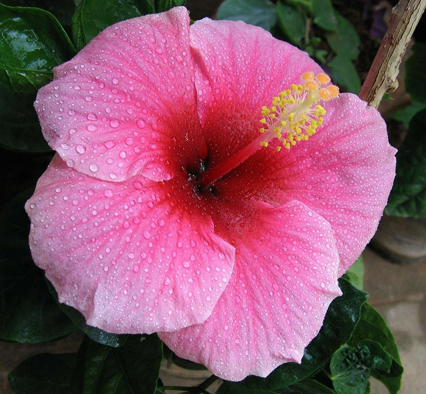 Hawaiian Pink Hibiscus Cutting – 1 Unrooted Cutting 2–4 Inch – Hibiscus rosa-sinensis for Propagation and Planting