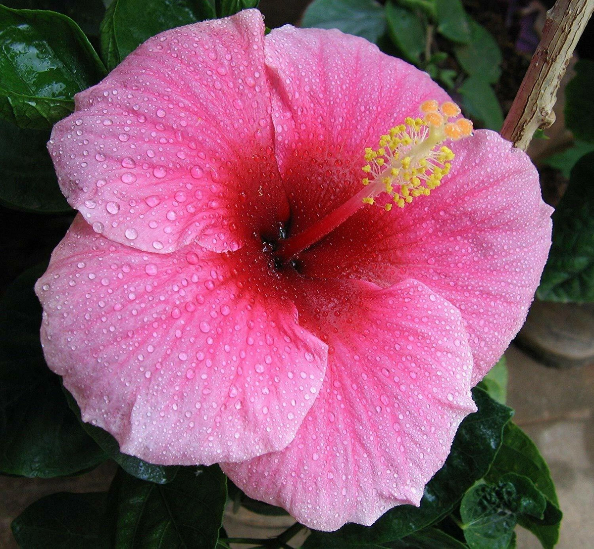 Hawaiian Pink Hibiscus Cutting – 1 Unrooted Cutting 2–4 Inch – Hibiscus rosa-sinensis for Propagation and Planting