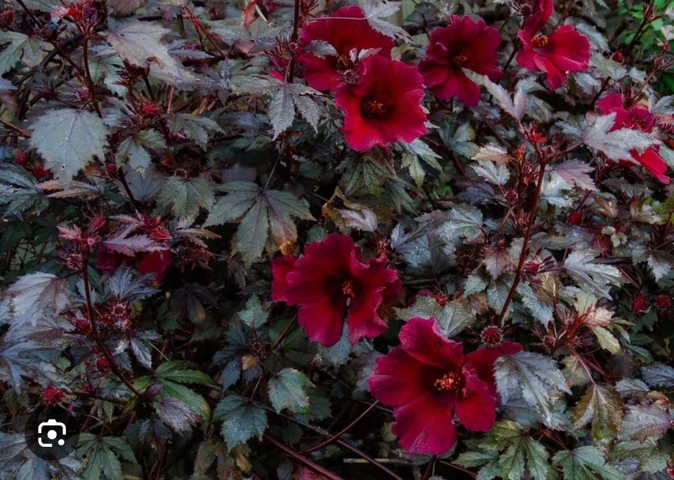 Mahogany Splendor Hardy Hibiscus Live Plant - Small Rooted Starter, Red Leaf, Hibiscus moscheutos 'Mahogany Splendor'