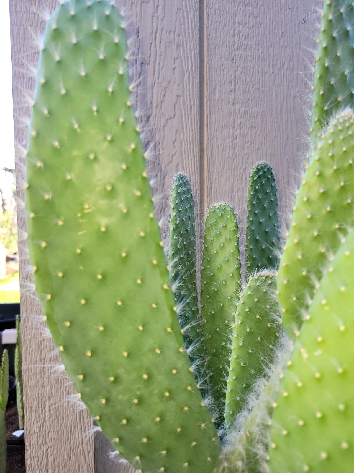 Prickly Pear Cactus Cutting - 1 Fresh Opuntia "Snow White" Pad - Unrooted Drought-Tolerant Cactus for Planting