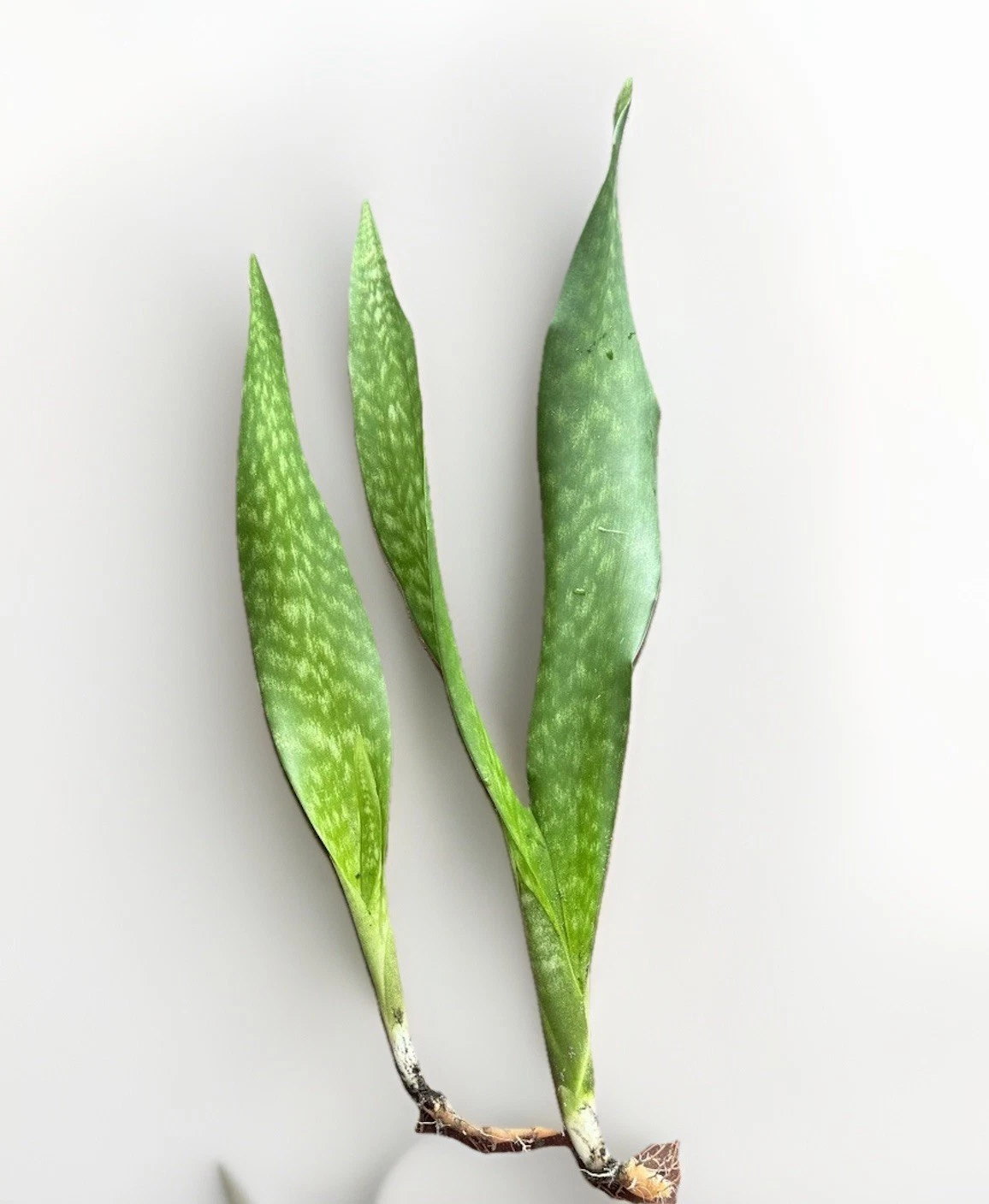 Rooted Snake Plant Set - Live Sansevieria with Established Roots - Dracaena trifasciata - Indoor/Outdoor Starter Plants