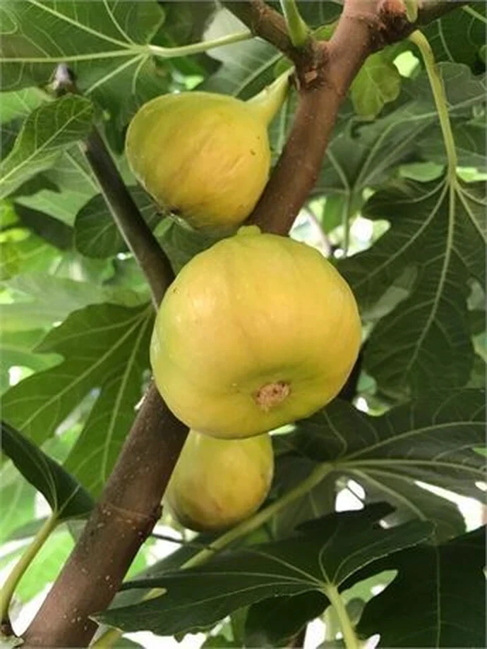 Sicilian White Fig Cutting - Unrooted Hardwood Cutting with 3+ Nodes - Ficus carica - Over 8 Inches Long for Propagation