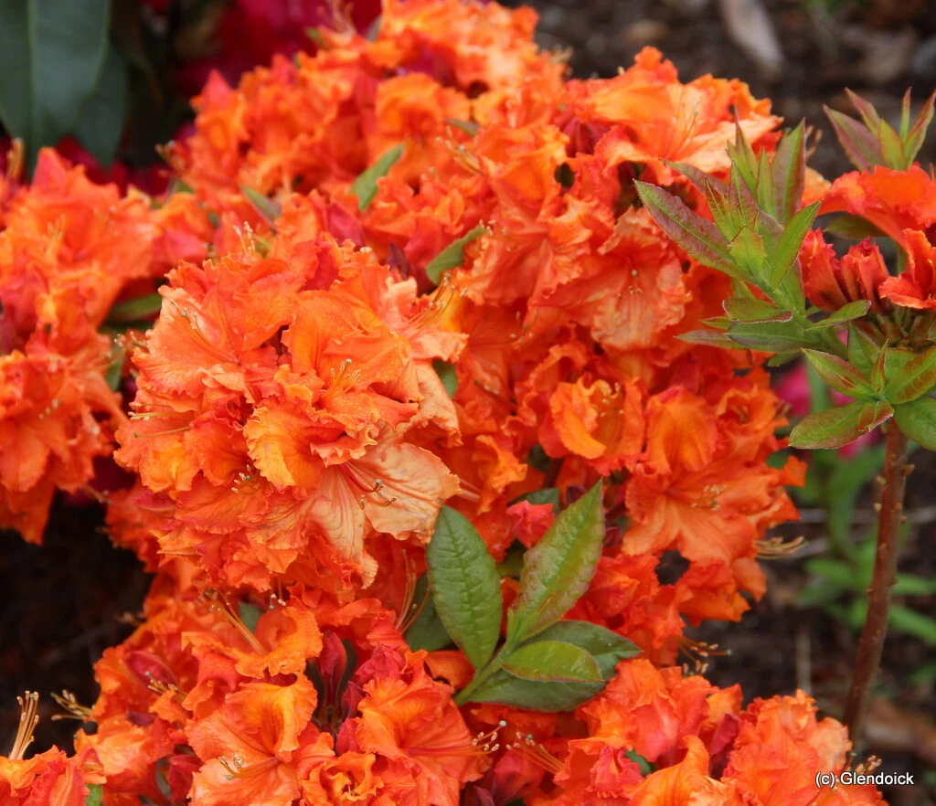 Gibraltar Azalea Starter Plant - Well-Rooted Deciduous Azalea Shrub, Rhododendron ‘Gibraltar’, Orange Flowers, Dormant Option
