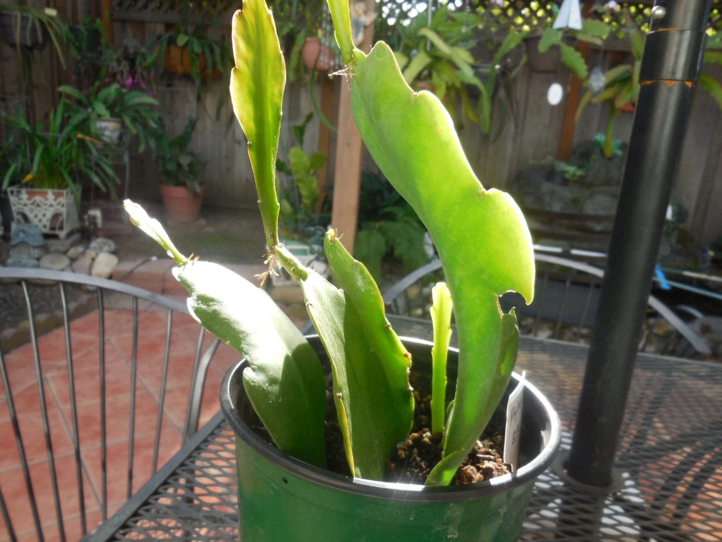 Epiphyllum ‘Flying Silk’ Orchid Cactus - 4 Rooted Cuttings in Pot, Live Epiphytic Cactus Plant, Green Foliage
