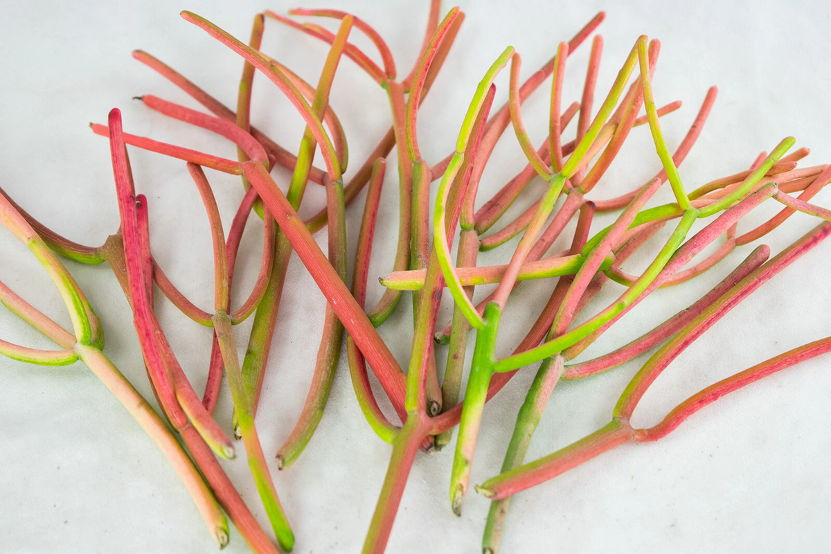 Fire Sticks Cuttings 15 Pack - Colorful Pencil Cactus Succulent (Euphorbia tirucalli) for Planting & Propagation