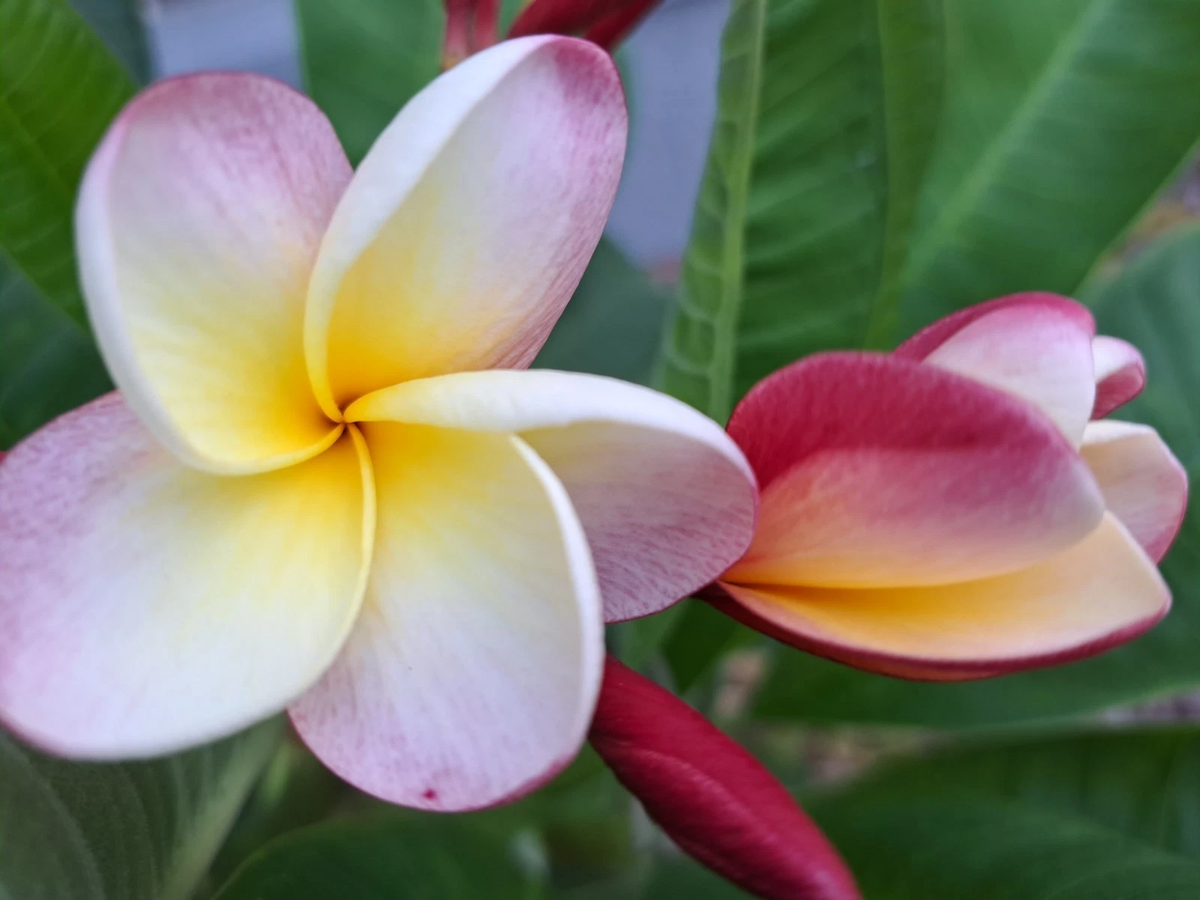 Plumeria Cuttings - 2 Rare 10-12" Frangipani - Tropical Flowering Plant for Propagation - Plumeria rubra