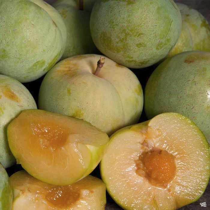 Emerald Pluot Cuttings - Fresh 1-Year Scions for Grafting, Sweet Plum-Apricot Hybrid, Prunus Hybrid for Propagation