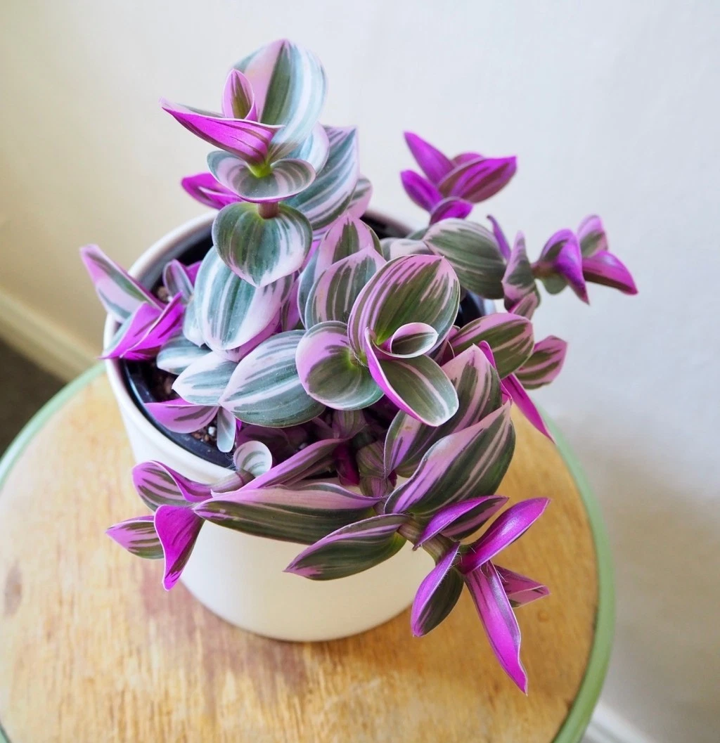 3 Unrooted Tradescantia Nanouk Cuttings - 3-4” Pink & White Variegated Stem Cuttings - Tradescantia albiflora ‘Nanouk’