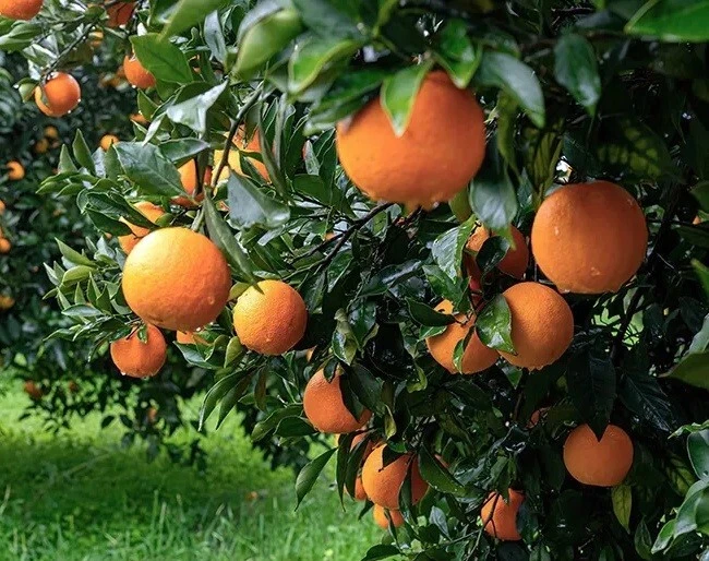 California Navel Orange Scion Cuttings - 3 Unrooted Citrus Cuttings (6–8 Inch) - Citrus sinensis for Grafting or Rooting
