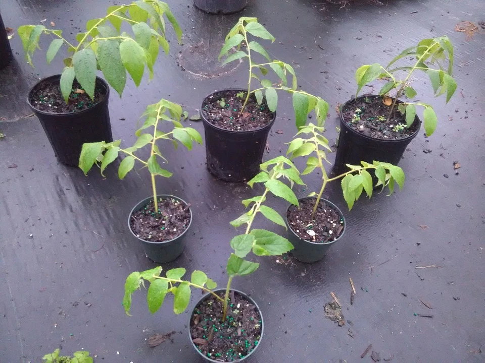 10 Live Muntingia Calabura Strawberry Tree Starter Plants – Fast-Growing Tropical Fruit Tree – Jamaica Cherry - Edible Fruits