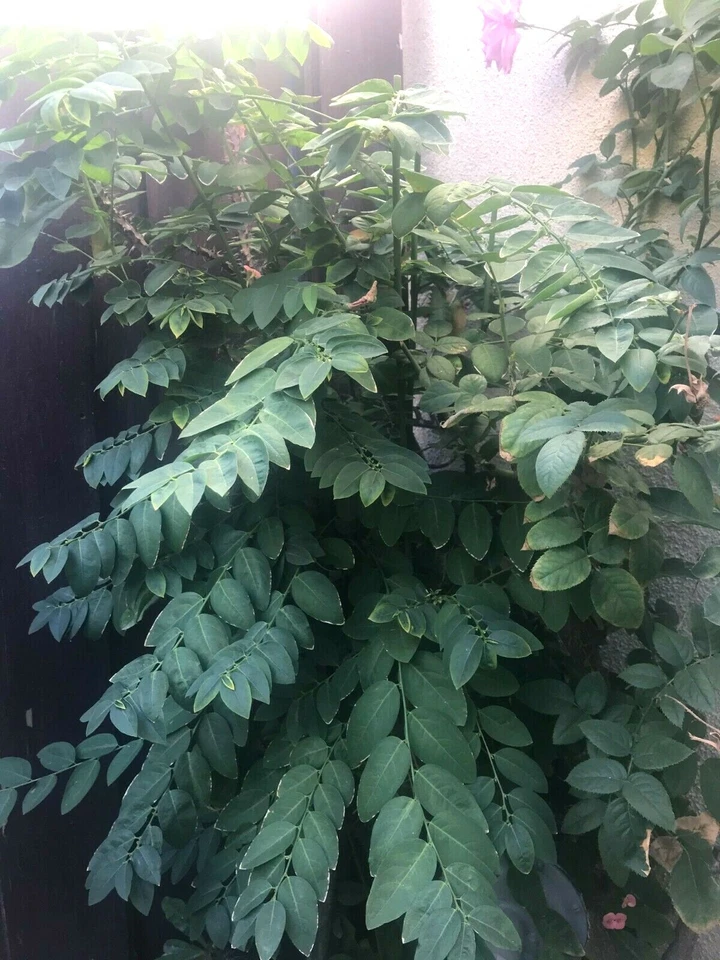 Katuk Plant Cuttings - 5 Unrooted 8 Inch Branches, Sauropus androgynus, California Grown, Ideal for Propagation and Gardening