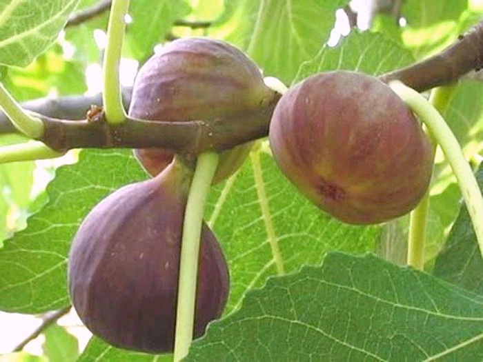 3 Live Extra-Large Brown Turkey Fig Cuttings for Rooting - Ficus carica - Sweet Fruit Tree Starter Wood