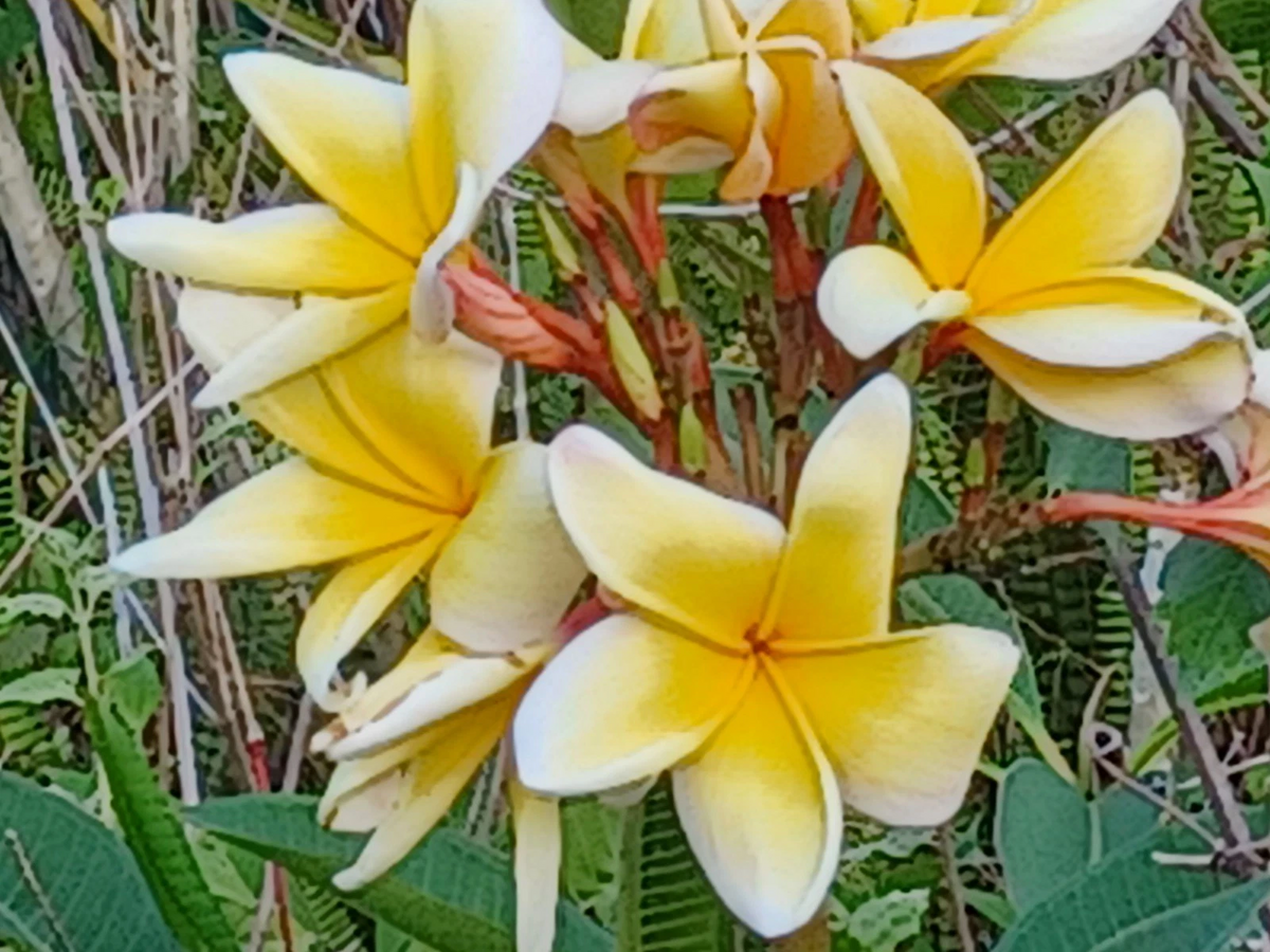 Plumeria Cuttings - Live Unrooted Frangipani Stems for Planting - Tropical Flowering Tree (Plumeria spp.)