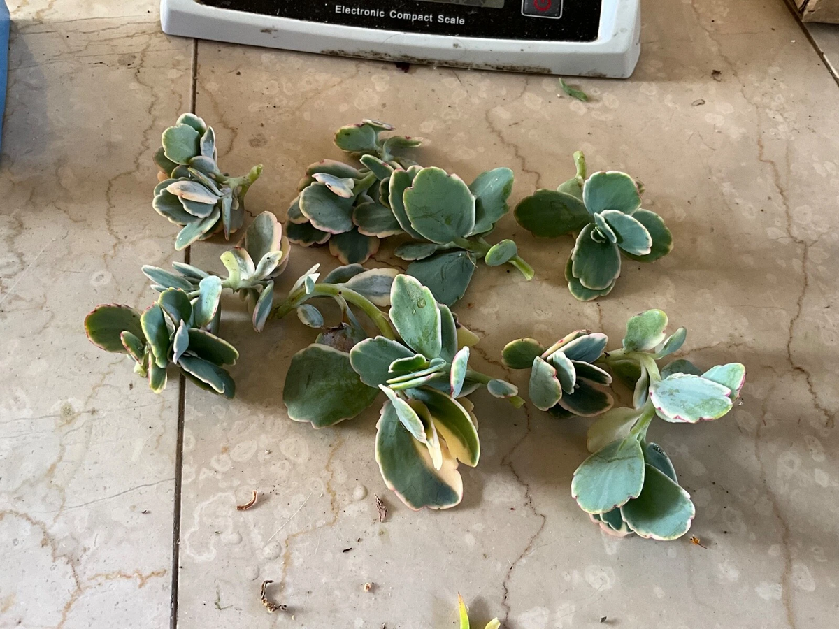 Live Succulent Cutting Kalanchoe fedtschenkoi ‘Lavender Scallops’ Variegated Blue-Green Leaves with Pink Edges