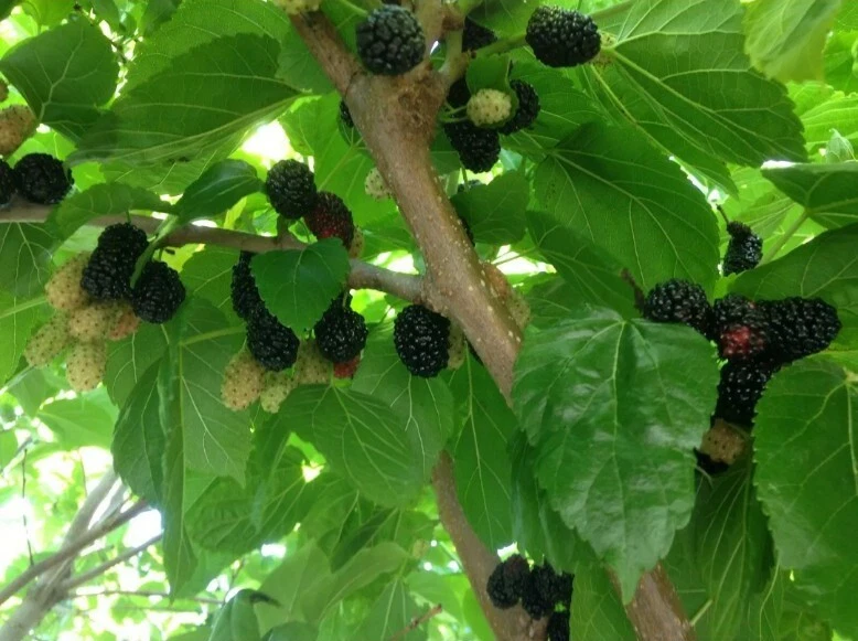 Black Mulberry Cuttings - 10 Unrooted Tree Cuttings - Cold Hardy Morus nigra ‘Shangri-La’ - USDA Zone 6 Fruit Tree