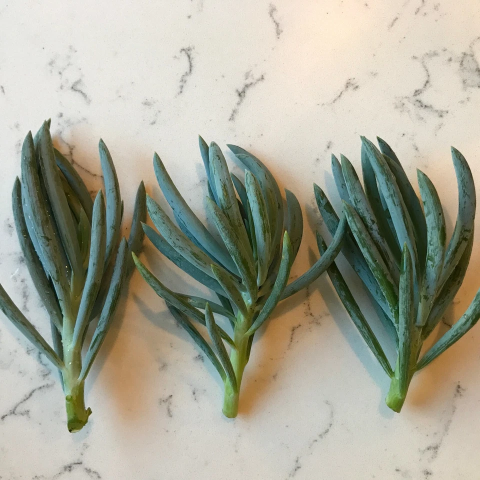 Blue Chalk Sticks Cuttings - 3 Live 5" Stems - Senecio mandraliscae - Easy Propagation Succulent for Indoor Gardens