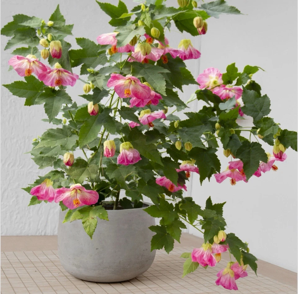 Pink Abutilon Live Plant - Small Rooted Starter, Flowering Maple with Bell-Shaped Pink Blooms (Abutilon spp.)