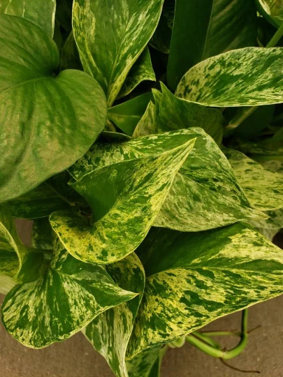 Marble Queen Pothos Vine Plant - Variegated Green & White Indoor Houseplant - Epipremnum aureum 'Marble Queen'