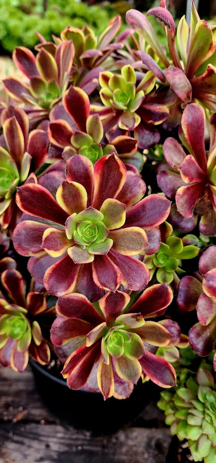 Aeonium Superbang Succulent Cutting - 3 Inch Live Variegated Rosette Cutting - Aeonium ‘Superbang’ for Planting
