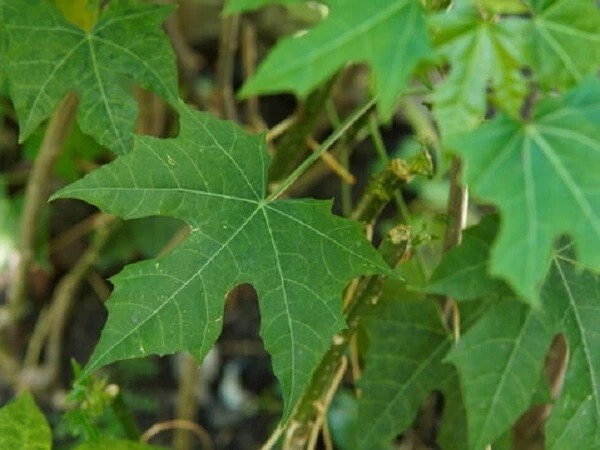 Chaya Tree Spinach Cuttings - 8 to 10 inch Stems - 8 Organically Grown Cuttings - Cnidoscolus aconitifolius for Planting