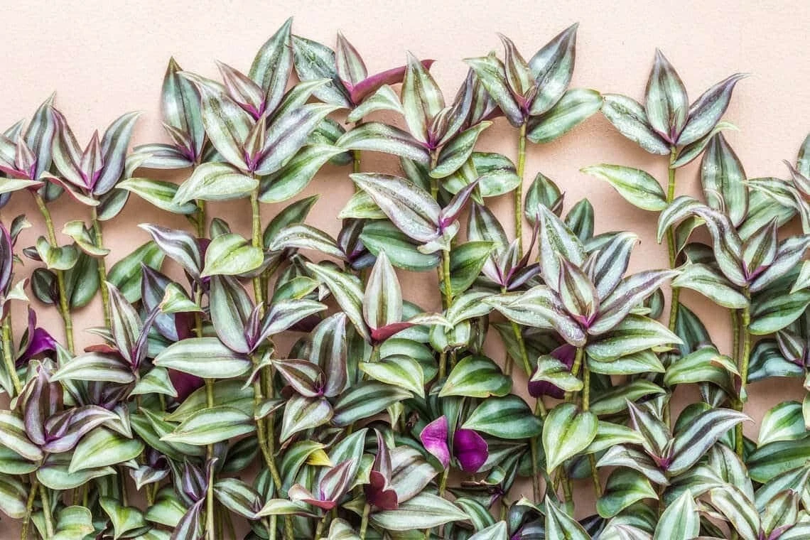 Wandering Jew Cuttings - 10 Unrooted Tradescantia Zebrina - Purple and Silver Striped Trailing Plant Stems for Propagation
