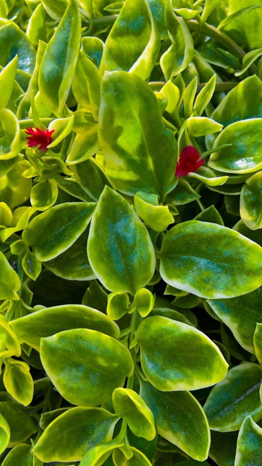 Variegated Baby Sun Rose Cuttings - 7+ Unrooted Stems - Aptenia cordifolia variegata - Red Apple Succulent for Propagation