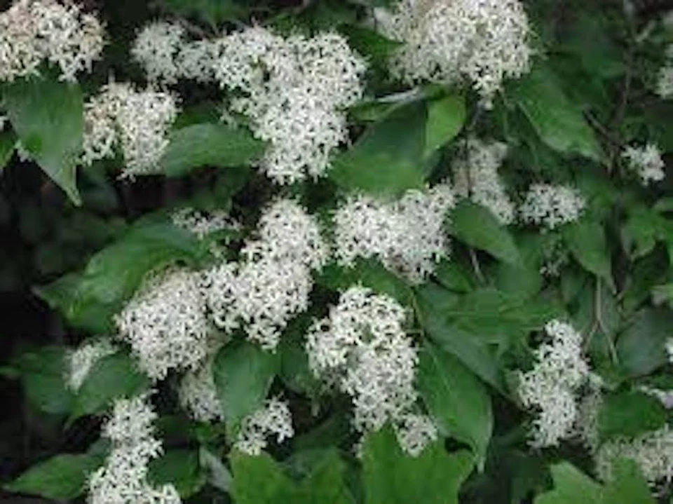 Red Twig Dogwood Shrub - 12-24 Inch Live Plant, Coral Dogwood, Cornus sericea, Deciduous Landscape Shrub with Red Stems
