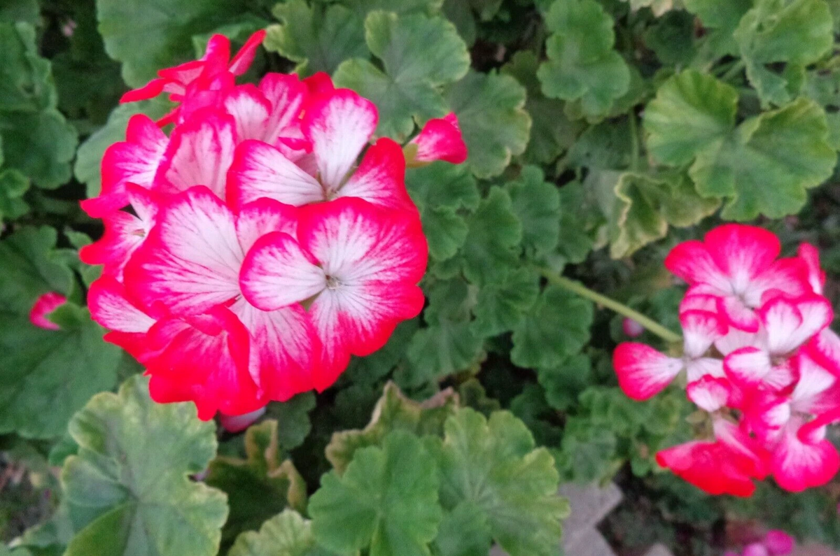 Geranium Starter Cuttings - 2 Live Pelargonium Cuttings - Bi-Color Red and White Flowering Plant - Perfect for Containers & Gardens