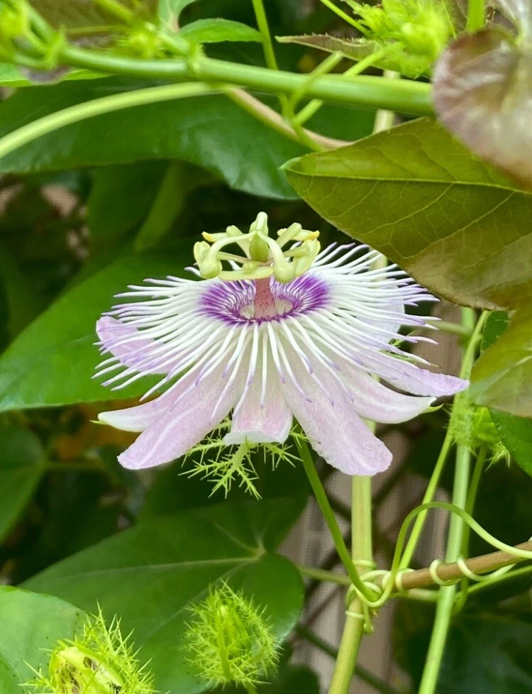 Passiflora Vine Cuttings - 50 Unrooted 7" Stem Cuttings, Live Passionflower Starts for Butterfly Gardens, Passiflora spp.
