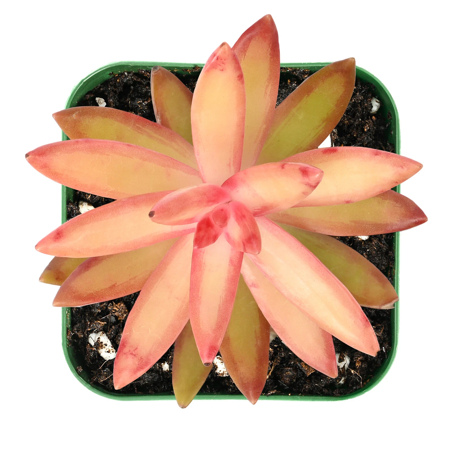 Golden Sedum Succulent Plant - 2 Inch Fully Rooted in Pot - Sedum adolphii - Low-Maintenance Indoor/Outdoor Plant