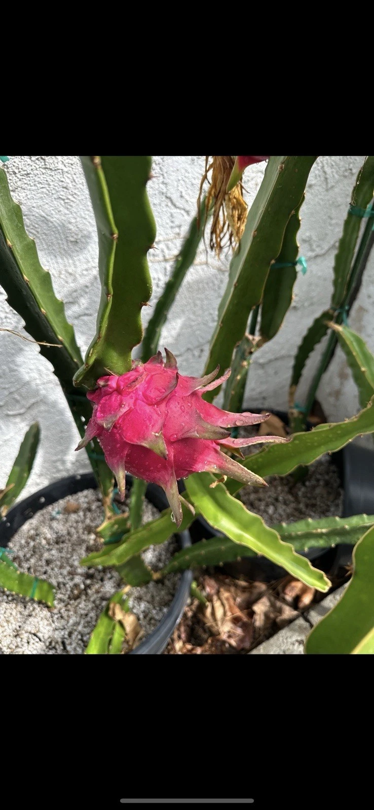 Unrooted Dragon Fruit Cutting - 10-15 Inch Taiwan Ruan Zhi Da Hong Pitaya (Selenicereus) for Planting and Propagation